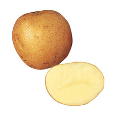 Buy Melody Potatoes (Sack) (25kg) - Shropshire's Own