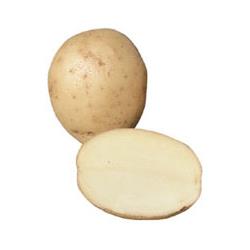 Local Potato