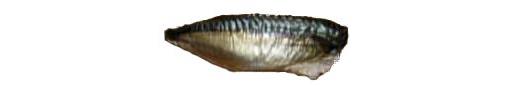 Smoked Mackerel Fillet (Fish)