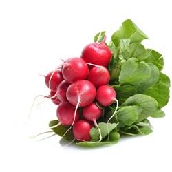 Radish - Bunch