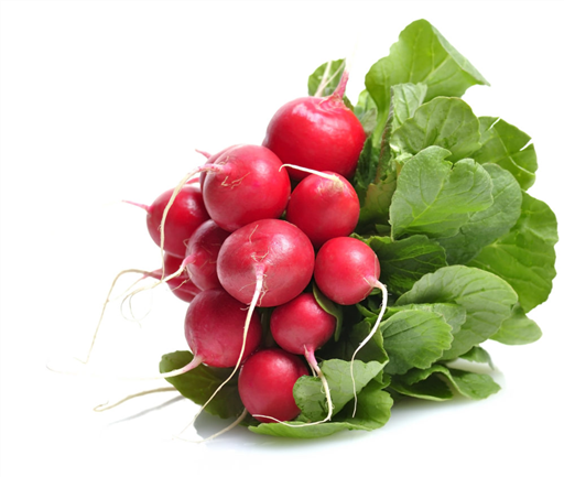 Radish - Bunch