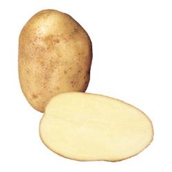 Wilja Potatoes - Half Sack (12.5kg)