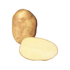 Wilja Potatoes - Half Sack (12.5kg)