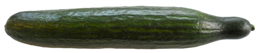 Cucumber