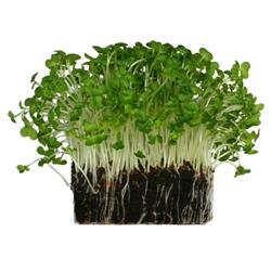 Salad Cress