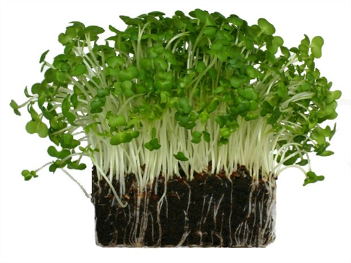 Salad Cress