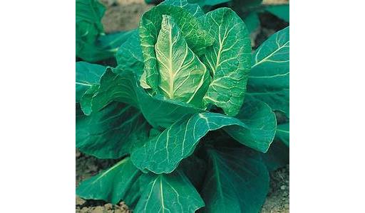 Hispi Cabbage