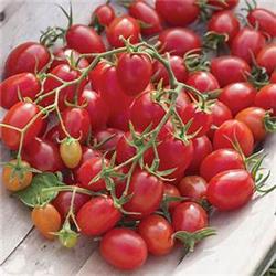 Cherry Tomatoes - branch (vine ripened)