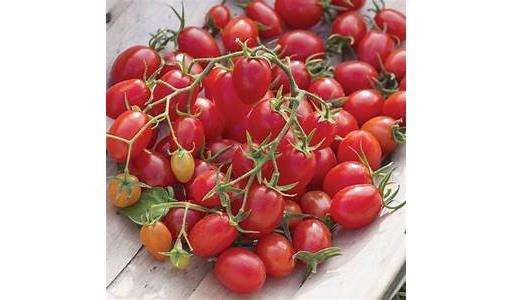 Cherry Tomatoes - branch (vine ripened)