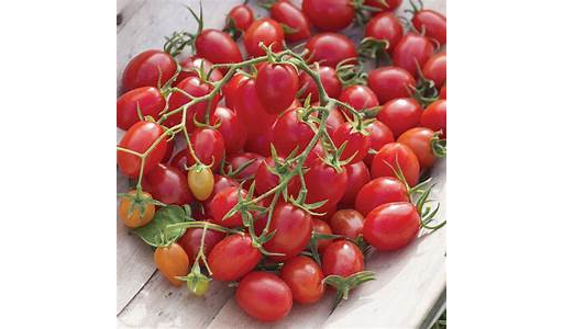 Cherry Tomatoes - branch (vine ripened)